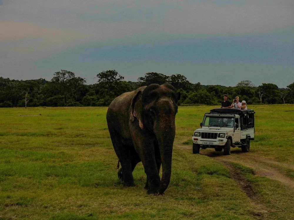 an image of a yala safari trip