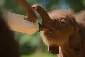 an image of feeding an elephant