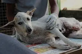 an image of treating a injured dog