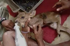 an image of treating a injured baby deer