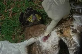 an image of treating a electrified owl