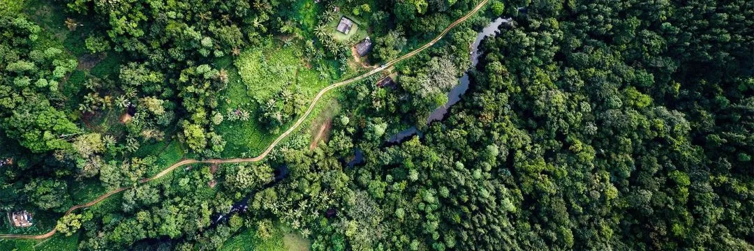 an image of the Sinharaja Rainforest